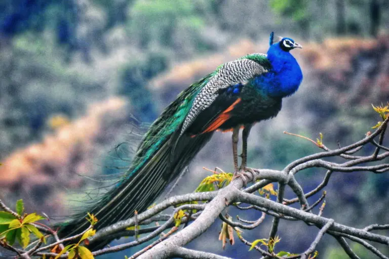 Rising Indian peafowl numbers worry Himalayan farmers