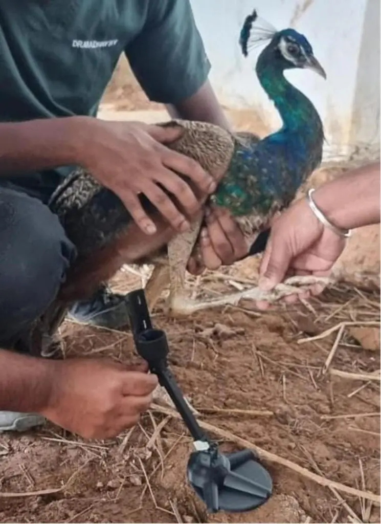 PfA: 30 years of animal rescues, prosthetics, feather implants