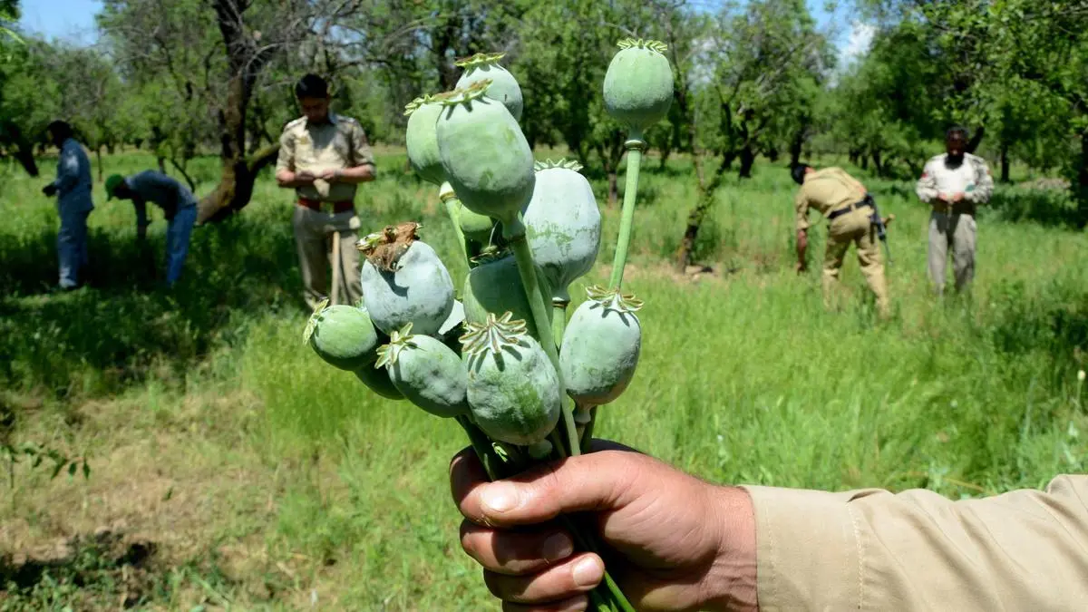 Opium farmers seek more licences, Rs 1 lakh per kg price