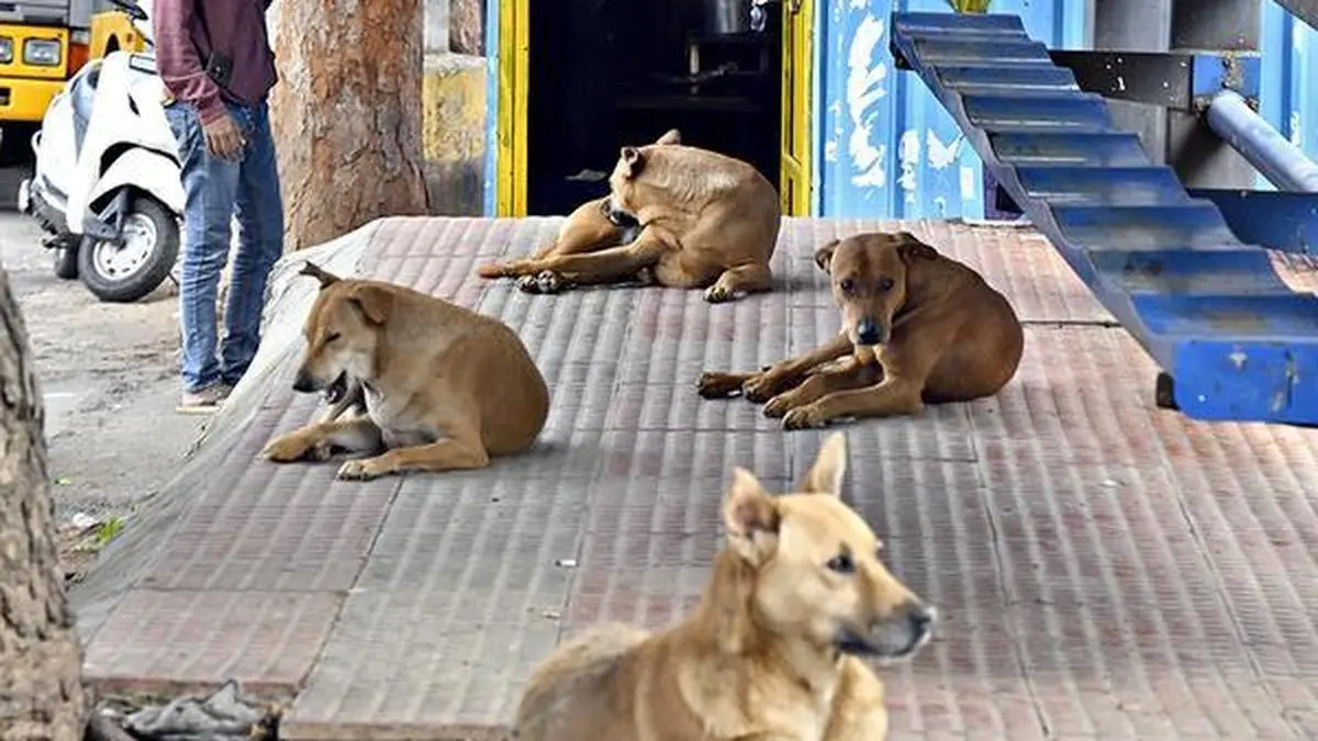 Study links India's street-dog boom to garbage and feeding