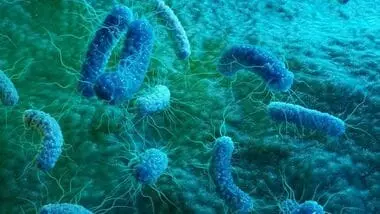 US Salmonella outbreak from jalapeños sickens 345 across 27 states