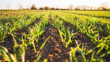 Agri land sale may qualify for tax exemption under Section 54F