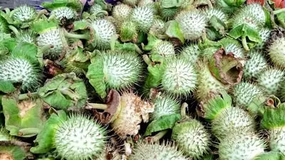 Karnataka suspends Amazon, Swiggy, BigBasket licences over Datura sale