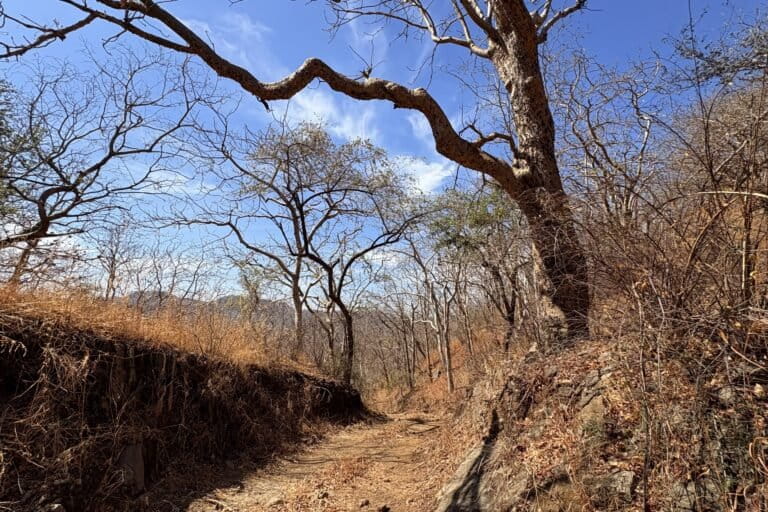 Sloth bears may shape Rajasthan forests by spreading viable seeds