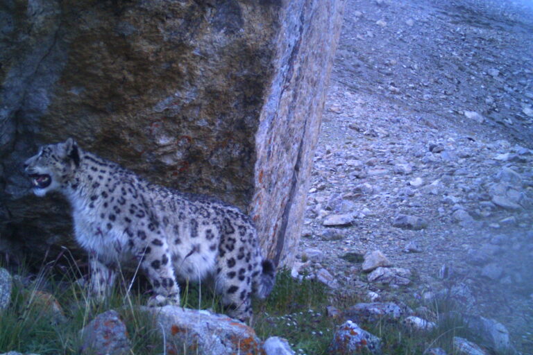 Eurasian Lynx Photographed At 5,250 Metres In Sikkim