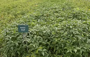 Three new soybean varieties approved in Madhya Pradesh