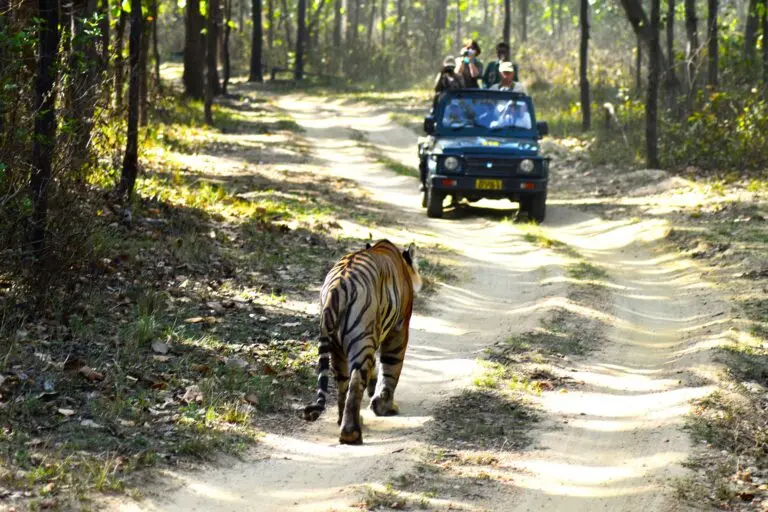 Study links tourism in tiger reserves to higher stress in big cats