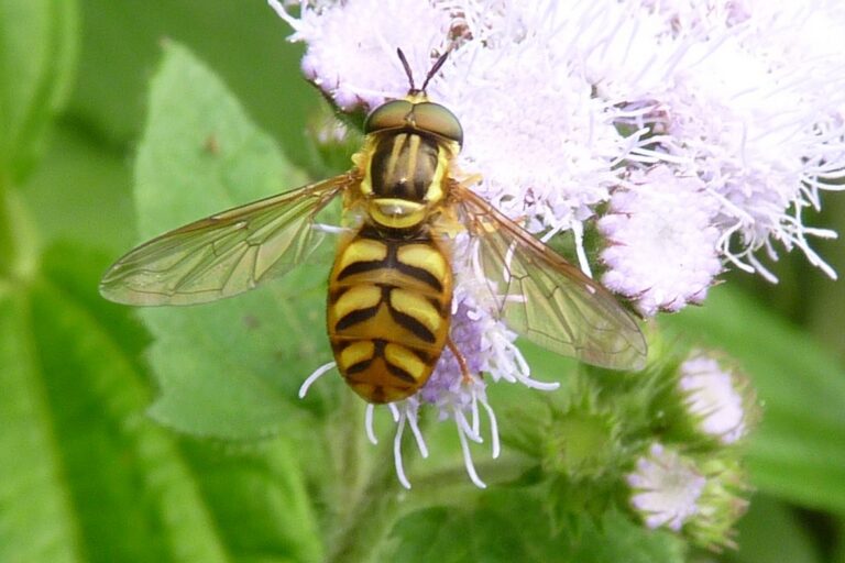 Flies pollinate crops, control pests and aid scientific research