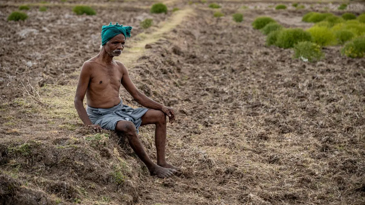 Cauvery dry spell threatens Karnataka paddy farmers