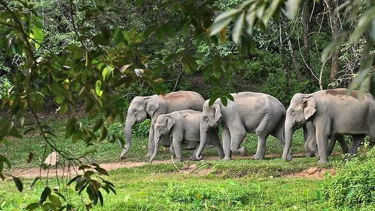 Athirappilly elephant corridors to be restored, says Kerala minister
