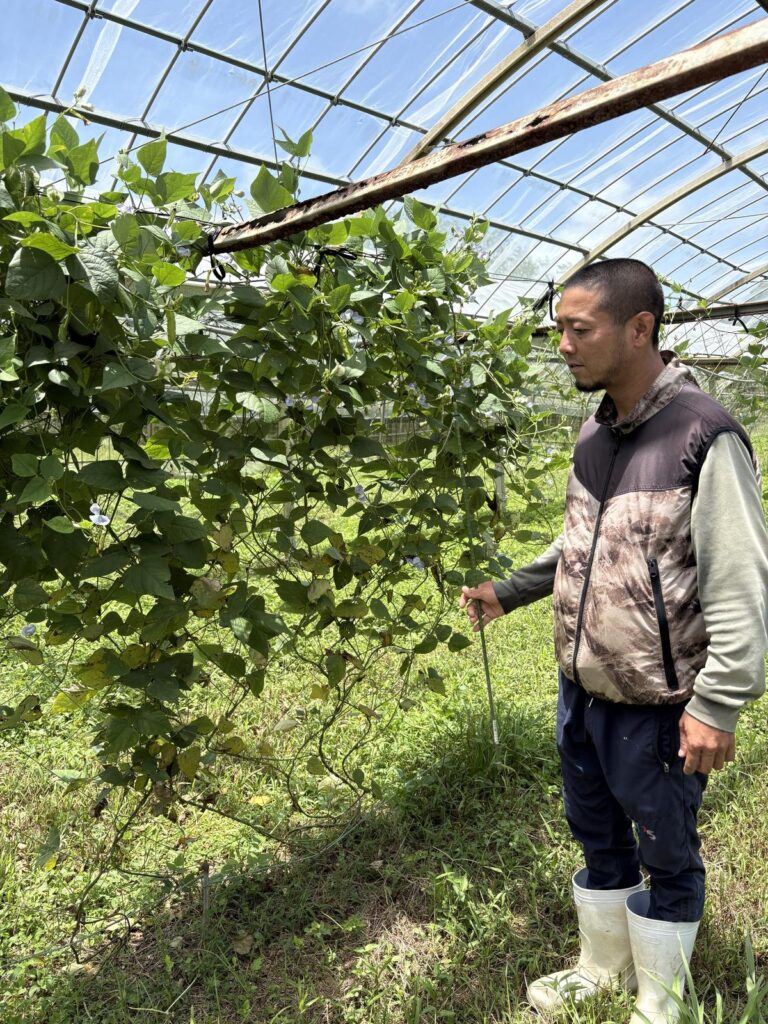 Okinawa’s longevity rests on food, purpose and daily activity