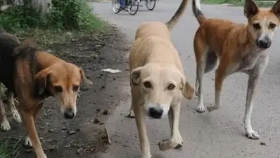 Stray dog menace forces 4-day closure of 10 schools in Chamoli