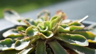 Chinese wildflower confirmed as carnivorous, Darwin vindicated