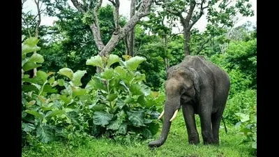 Uttarakhand sees 46% of wildlife conflict deaths since 2020