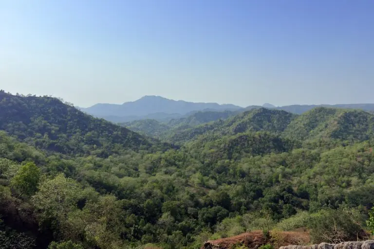 Sloth bears help shape dry deciduous forests, study finds