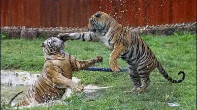 Chhattisgarh forest dept seeks CBI probe into tiger poaching
