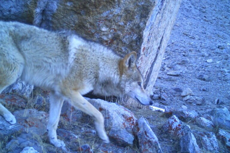Eurasian Lynx Photographed At 5,250 Metres In Sikkim