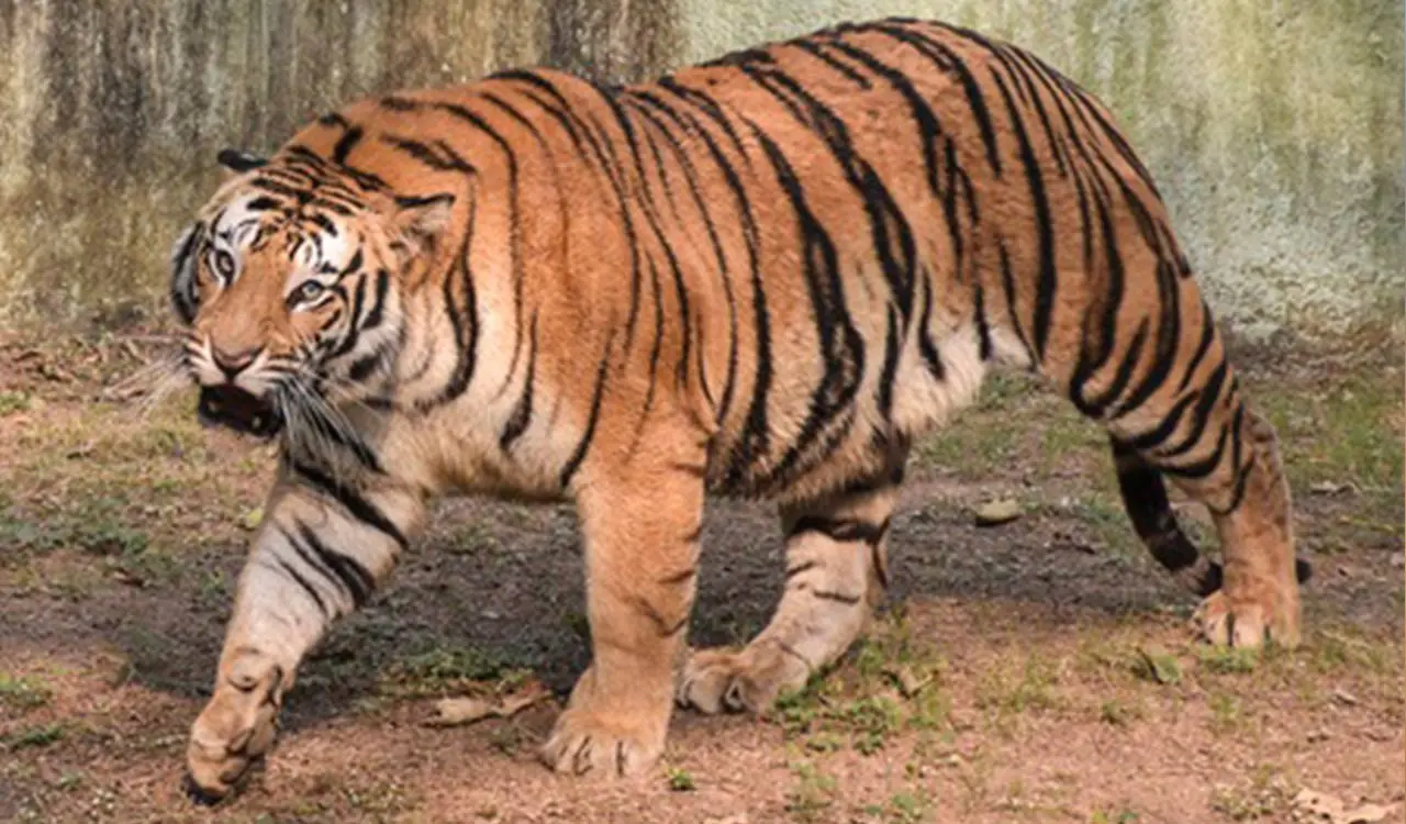 Two-day strike in TN's Gudalur after suspected tiger attacks kill two men