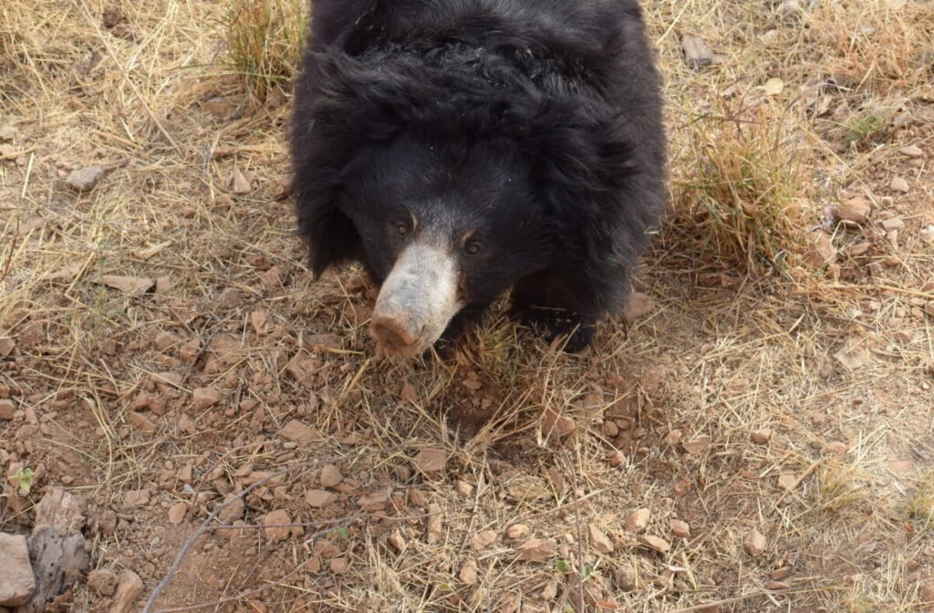 Sloth bears may shape Rajasthan forests by spreading viable seeds