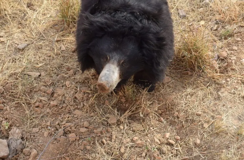 Sloth bears help shape dry deciduous forests, study finds