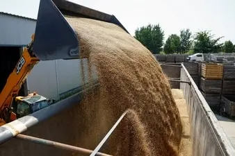Black Sea grain exports collapse, wheat hits daily limit