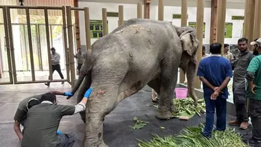 Elephant Joymoti airlifted from Northeast to Vantara for treatment