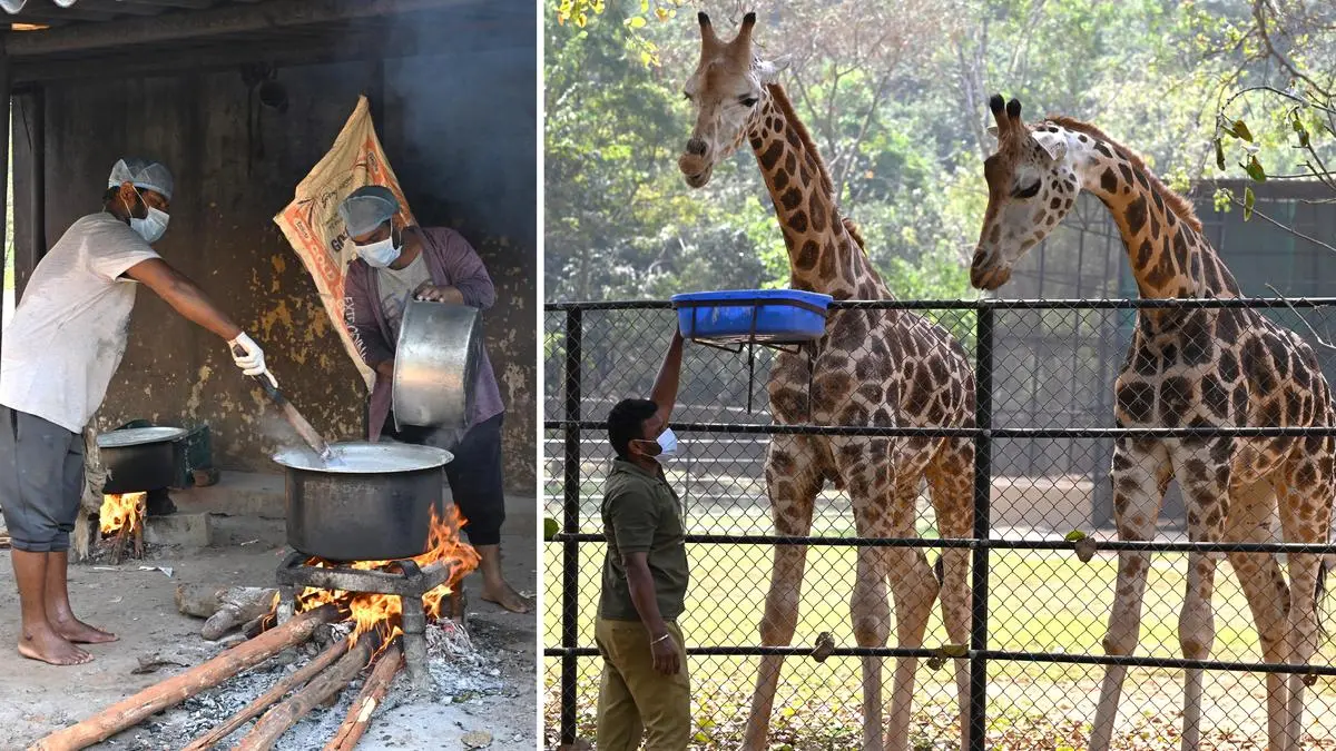 Develop two Andhra zoos on Singapore Mandai lines: House panel