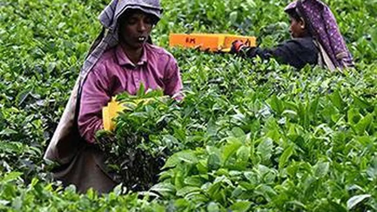 Half of women farm workers are unpaid family helpers