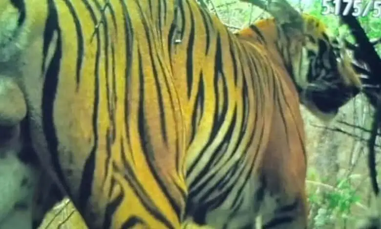 Tiger pugmarks found in Anegundi, forest officials alert villages