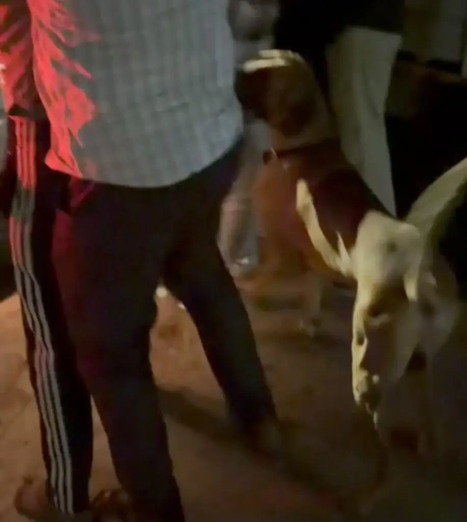Drug raid turns chaotic: brothers unleash dogs, stab cop, flee rooftops
