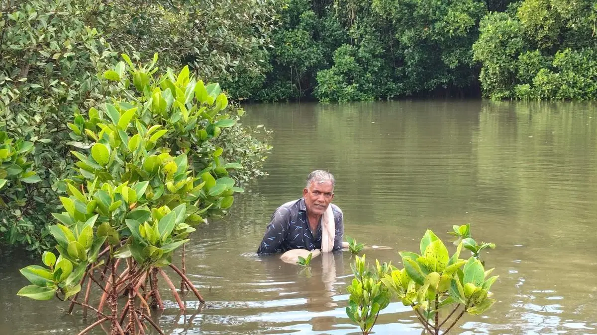 Kannur man saves rare mangrove from extinction