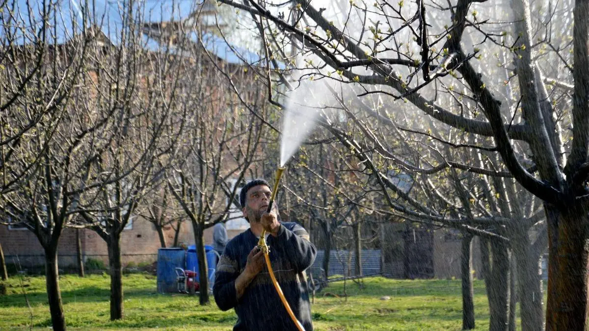 New pest attacks poplar, willow trees in Kashmir