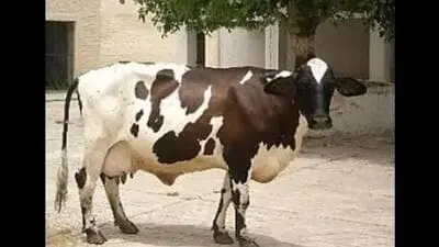 16 new indigenous livestock, dog breeds registered by ICAR-NBAGR