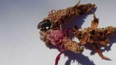 This insect builds a silk-and-leaf house and carries it on its back