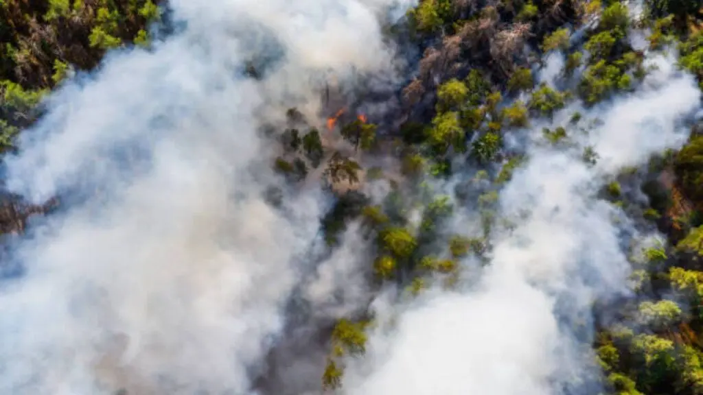 Siberian moth outbreak fuels uncontrollable wildfires in Russia