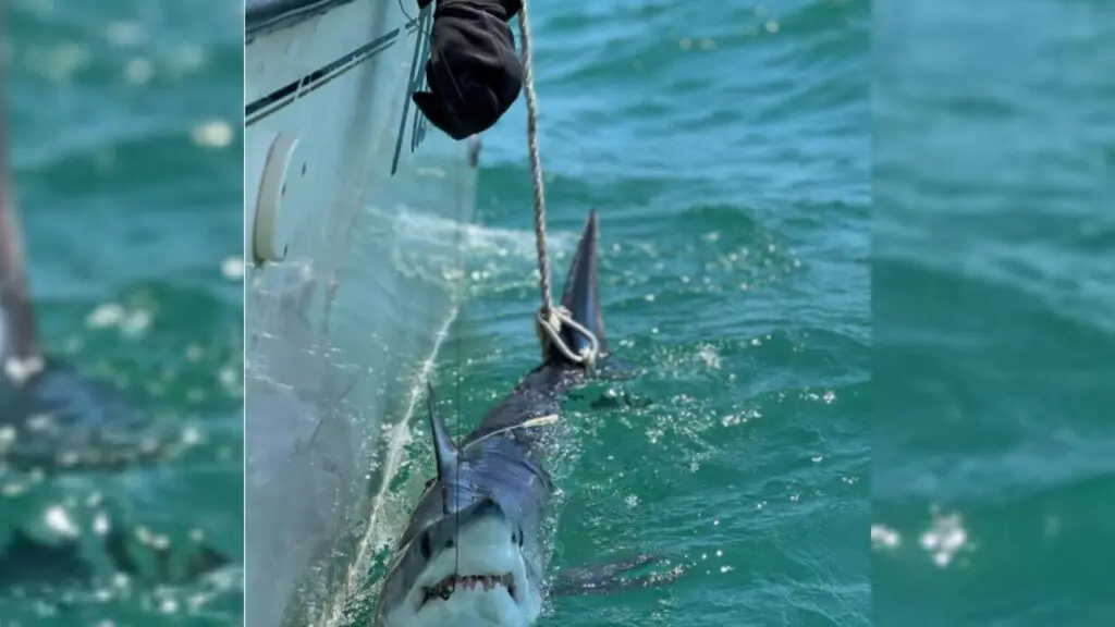 US scientists tag sharks to help forecast hurricanes