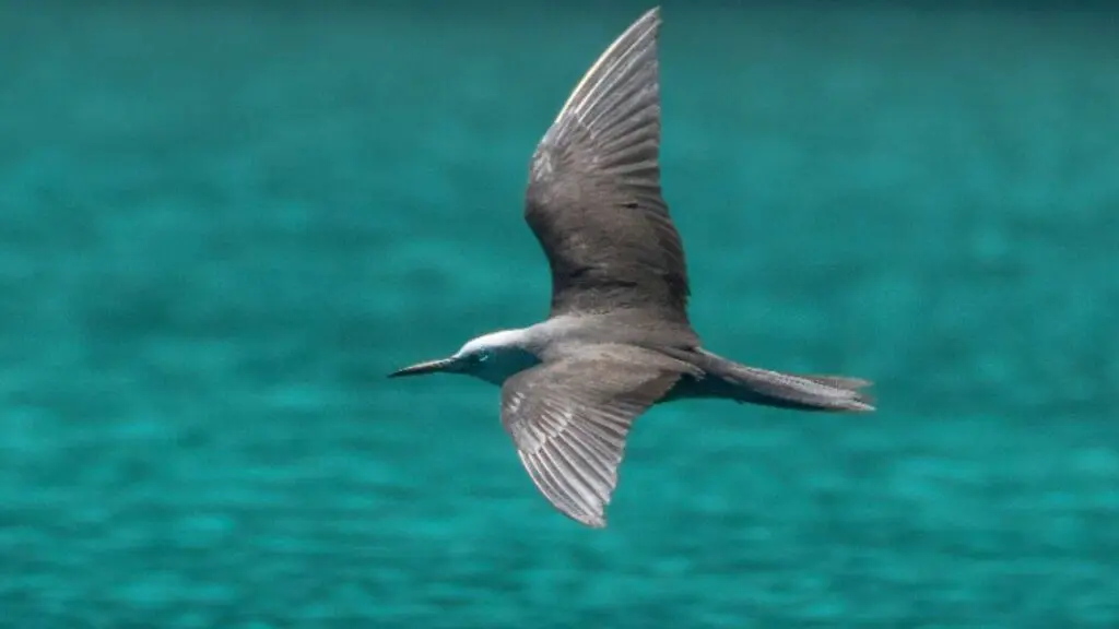 Palau rat removal boosts fish biomass by 183% in a year