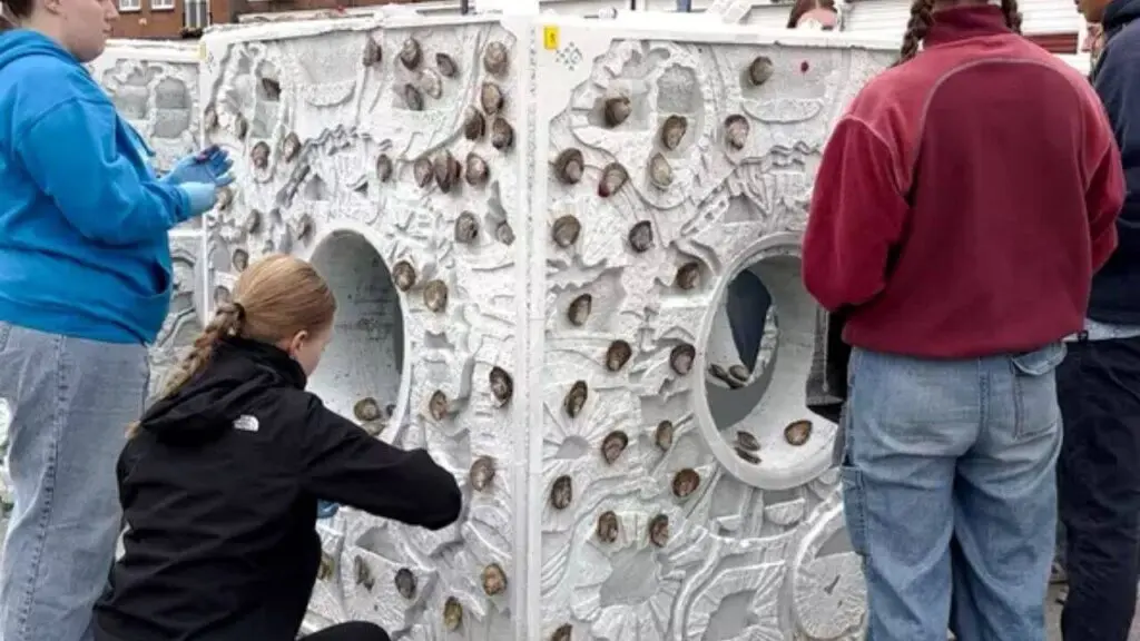 Britain drops giant concrete cubes to revive native oysters