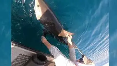 US scientists tag sharks to help forecast hurricanes