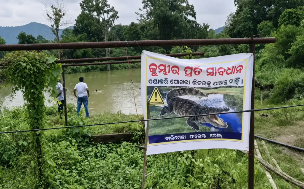 Five-foot crocodile caught after three-day Odisha pond rescue