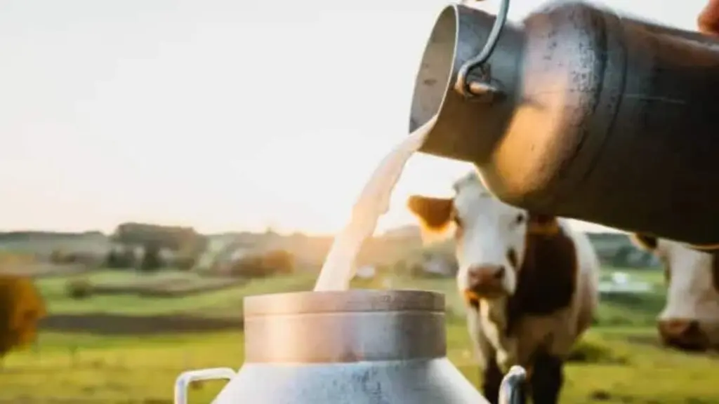 Maharashtra milk prices up Rs 2 per litre from August 11