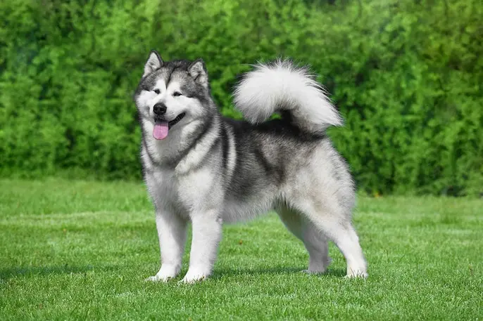 Seven dog breeds facing severe heat risks in Indian summers