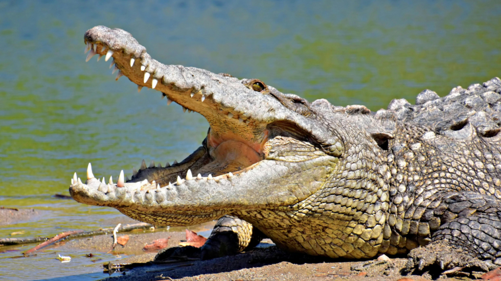 American crocodiles thrive at Florida nuclear plant's canals