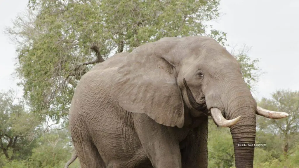 Largest LSD dose ever killed an Indian elephant in 1962