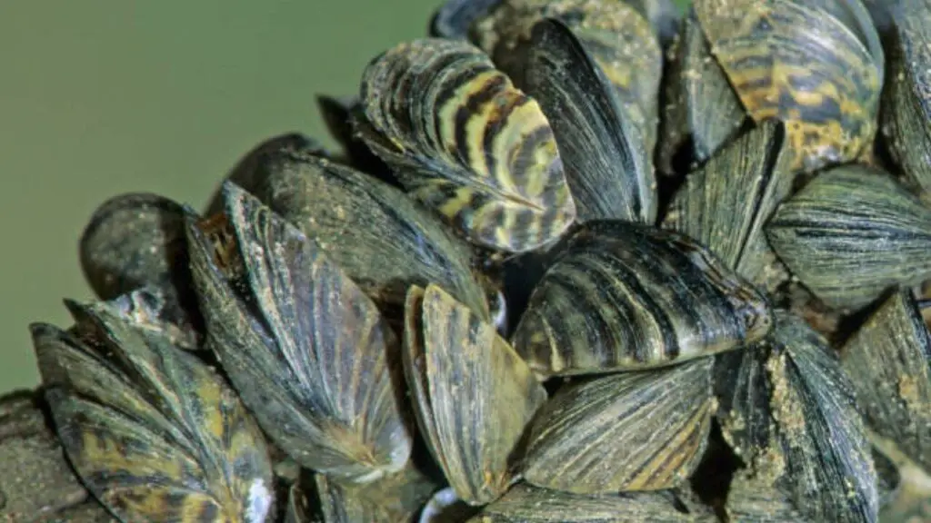Zebra mussels clog Spanish water pipes at alarming density