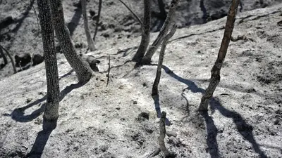 Record heat ruins harvest in South Korea, Japan and Hong Kong