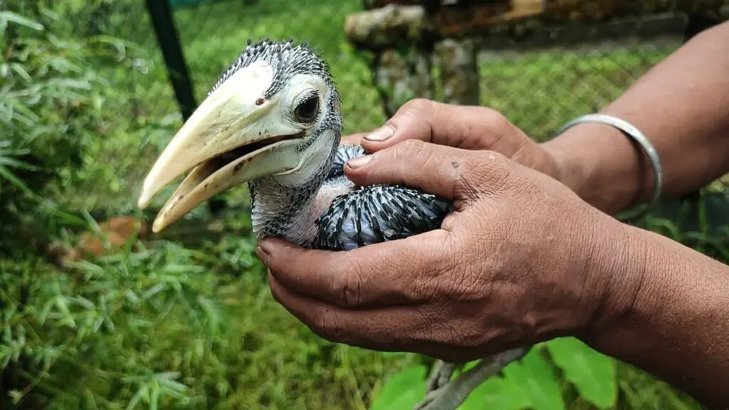 Assam's CWRC completes 25 years of wildlife conservation
