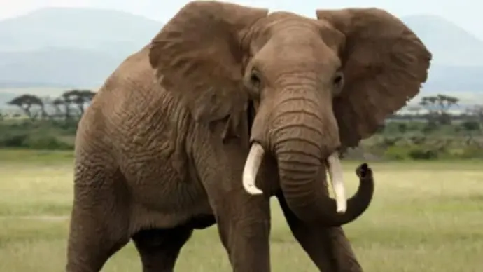 Wild elephant tramples man to death in Chhattisgarh
