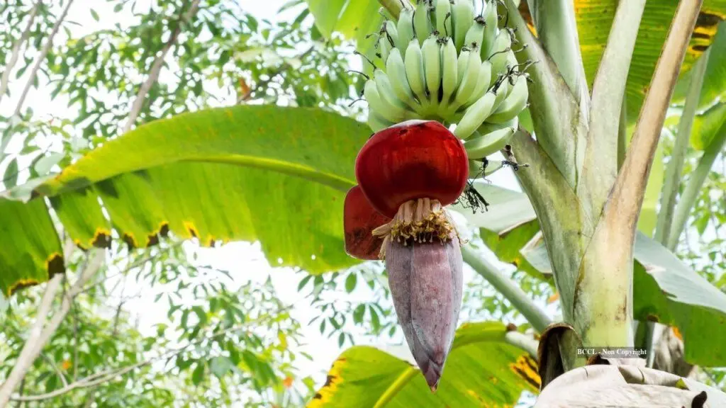 UK heatwaves lead to rare banana fruiting, experts say