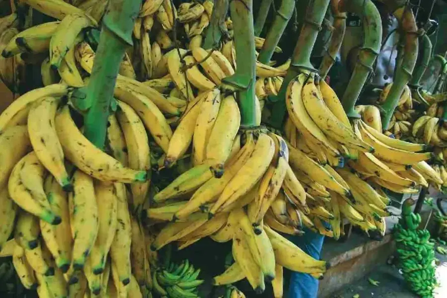 Banana prices nearly double in Kerala ahead of Onam festival